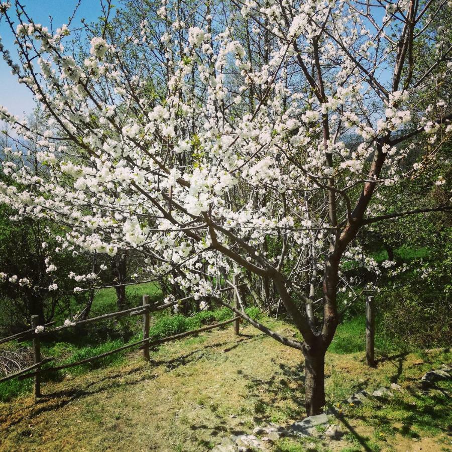 Berzuaia Bed & Breakfast Varazze Εξωτερικό φωτογραφία